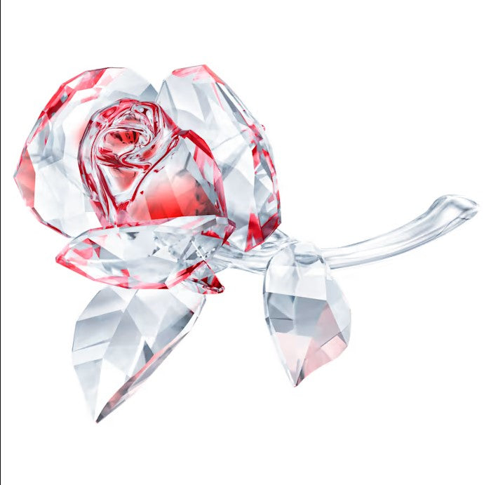 SWAROVSKI Blossoming Rose